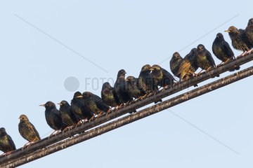 Starling (Sturnus vulgaris)  Starling perched on a wire  England  Winter