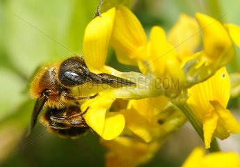 Gold-fringed Mason Bee (Osmia aurulenta) female on Horseshoe Vetch (Hippocrepis comosa)  2015 05 18  Northern Vosges Regional Nature Park  France  ranked World Biosphere Reserve by UNESCO  France