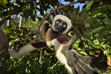 Verreaux's sifaka moving in trees  Madagascar