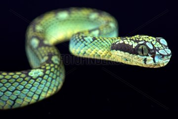 Sri Lankan pit viper (Trimeresurus trigonocephalus)  Sri Lanka