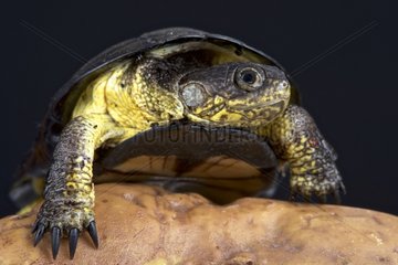 African dwarf mud turtle (Pelusios nanus)  Democratic republic of Congo