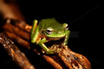 Leaf green tree frog (Litoria phyllochroa)  Australia