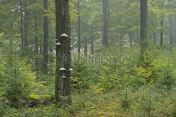 Beech Forest (Fagus sylvatica) in autumn  Spessart  Bavaria  Germany  Europe