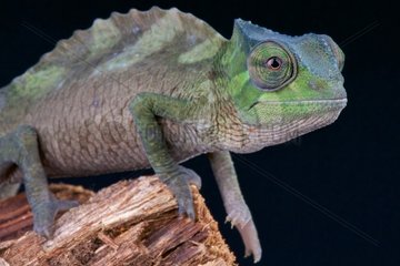 Crested chameleon (Trioceros cristatus)  Congo