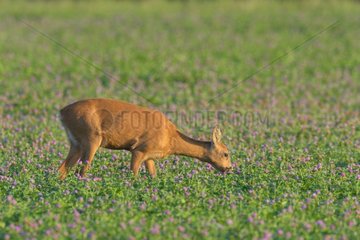 Western Roe Deer (Capreolus capreolus)  Hesse  Germany  Europe
