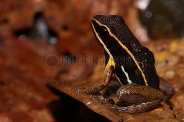 Brilliant-thighed Poison-frog or Brilliant-thighed Poison-arrow Frog (Allobates femoralis) male transporting tadpoles - Bagne des Annamites - French Guiana
