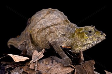 Uluguru pygmy chameleon (Rhampholeon uluguruensis)  Tanzania
