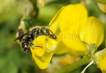 Mason Bee (Osmia gallarum) male on Horseshoe Vetch (Hippocrepis comosa)  2015 May 18  Northern Vosges Regional Nature Park  France  ranked World Biosphere Reserve by UNESCO  France