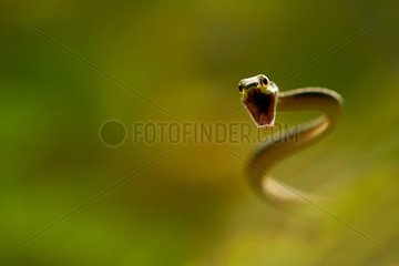 Lora or Parrot Snake (Leptophis ahaetulla) attacking - Matiti - French Guiana
