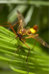 Male crane fly Aquitaine France