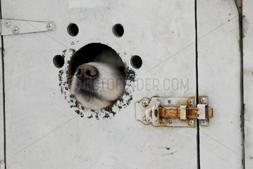 Mündung eines Samoyède-Hundes in seiner Box Haut-Rhin Frankreich