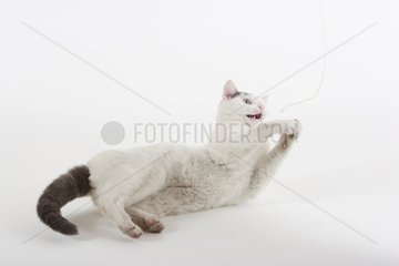 Cat lying down playing with a string