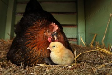 One day old chick with his/her mother [AT]