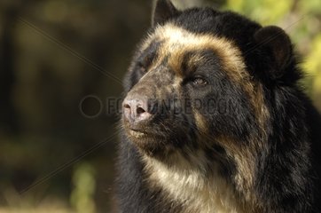Portrait of Spectacled bear