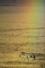 Grant's Zebra and rainbow Masaï Mara Reserve Kenya
