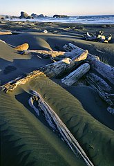 Wood auf einem Sandstrand des Pazifiks in den USA gestapelt