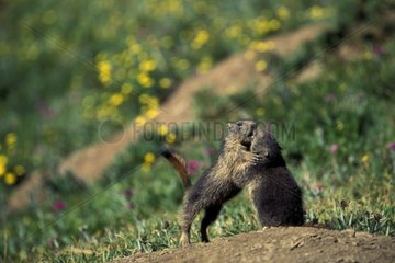 Kampf von jungen Marmots der Alpen PN Vanoise Frankreich