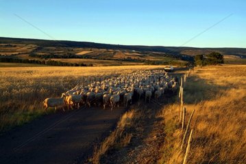 Schafherde  die zum Lozère France Sheepfold zurückkehrt