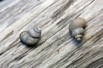 Round-mouthed snails on a dead branch Corrèze France
