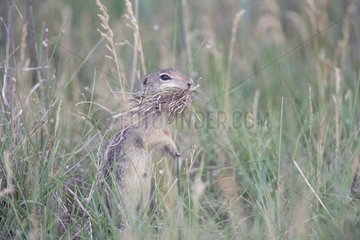 Eurasian ground squirrel with grasses fo its burrow Bulgaria
