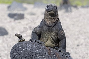 Lava lizard and Marine Iguana Isabella Galapagos