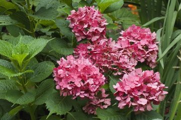 Hortensia 'Masja' en fleur dans un jardin en été