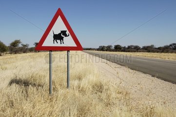 Traffic sign of crossing of phacochères Namibia