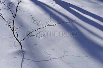 Shadows of trees on the snow cap Tourmente Quebec Canada