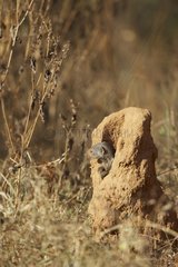 Dwarf mongoose on a termitary Masaï Mara Kenya