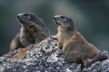 Deux marmottes sur rocher