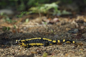 Speckter Salamander Auvergne Frankreich