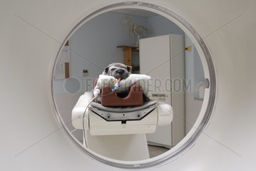 Dog from a scanner under general anesthesia France