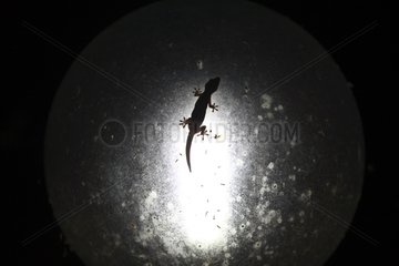 Gecko hunting insects on a lighting globe