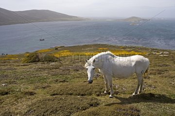 White Horse on Carcass island Falklands