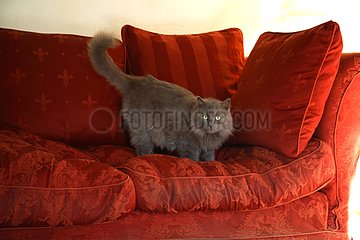 Cat on a red sofa