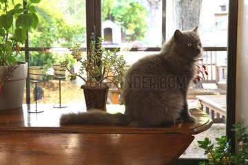 Cat sitting on a table in front of a window