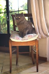 Cat sitting on a chair in a main lounge