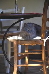 Cat lying down on a chair in a main lounge