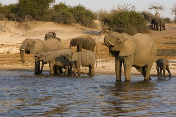 African elephants drinking NP Chobe Botswana