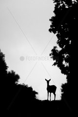 Hind silhouette at sunrise in summer - GB