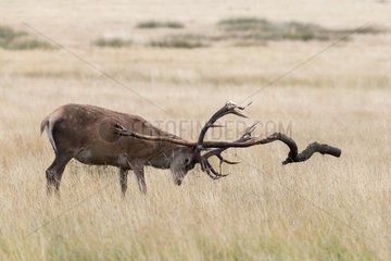 Stag Deer taking velvet of its antlers with a branch - GB