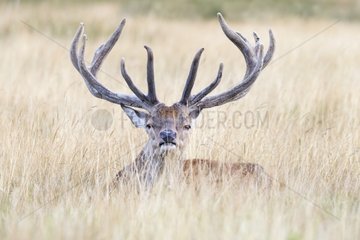 Stag Deer in velvet laying in the grass in summer- GB