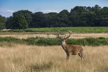 Stag Deer in velvet standing in the grass in summer- GB