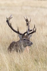 Stag Deer in velvet laying in the grass in summer- GB