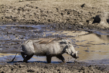 Desert Warthog in mud - Savuti Chobe Botswana