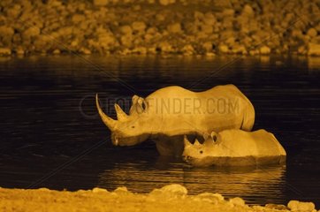 Black Rhinoceros (Diceros bicornis) - Also called Hook-lipped Rhinoceros. Cow with calf at night in the floodlit waterhole of the Okaukuejo Camp. Etosha National Park  Namibia.