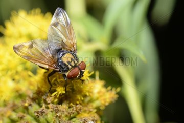 Tachinid fly (Phasia hemiptera) on Canada goldenrod  2015 September 03  Northern Vosges Regional Nature Park  declared a World Biosphere Reserve by UNESCO  France