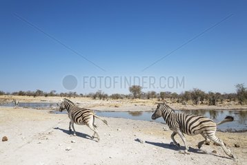 Burchell's Zebra (Equus quagga burchelli) - Rushing towards at a waterhole. Etosha National Park  Namibia.