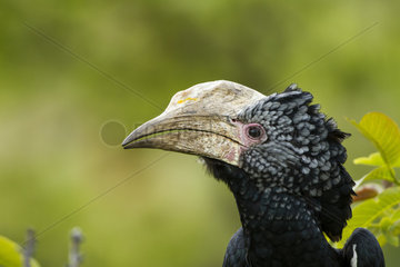 Portrait of Silvery-cheeked Hornbill