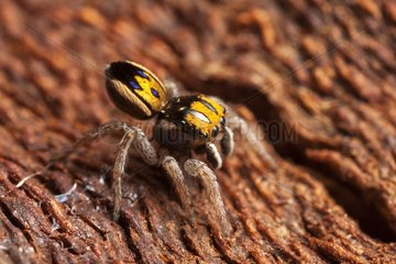 Peacock jumping spider (Maratus purcellae) from western NSW Australia  | one of the smallest species of Peacock jumping spider at around 2mm in size.